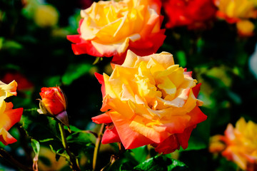 blooming rose petals in close-up