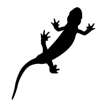 Motif noir de salamandre sur fond blanc