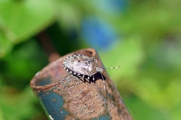 graue gartenwanze, rhaphigaster nebulosa