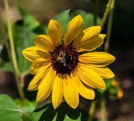 Bee