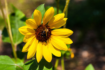 Bee