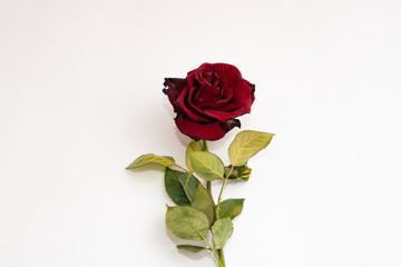 Closeup of withered and dried red rose on white background. Design concept. Copy Space
