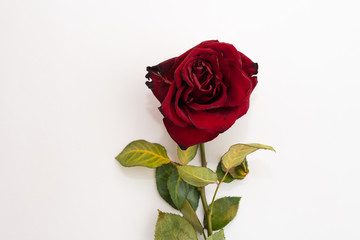 Closeup of withered and dried red rose on white background. Design concept. Copy Space