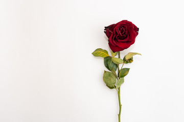 Closeup of withered and dried red rose on white background. Design concept. Copy Space