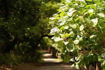 Obraz premium Flower way