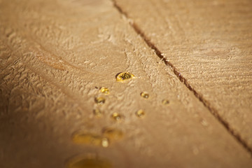Large drops of spruce resin on freshly sawn boards