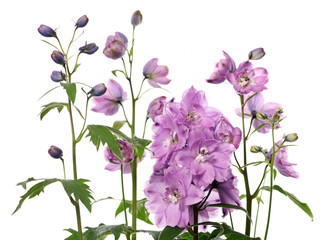 Fototapeta na wymiar purple delphinium flowers