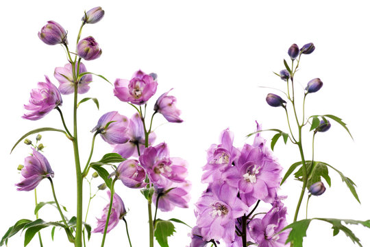 purple delphinium flowers