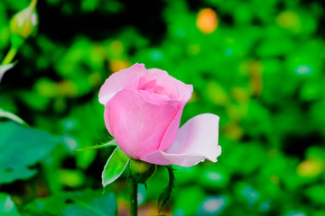 Fototapeta premium blooming rose petals in close-up