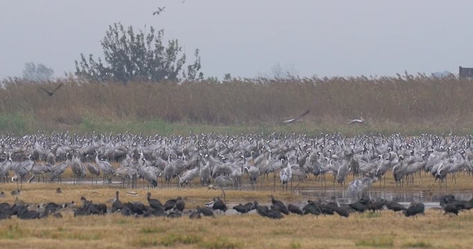 Common crane feeding and flying In Hula Valley Israel