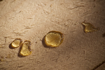 Large drops of spruce resin on freshly sawn boards