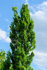Fototapeta premium Oak with rich green leaves