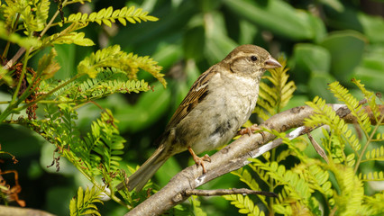 Female Spanish Sparrow Passer Hispaniolensis