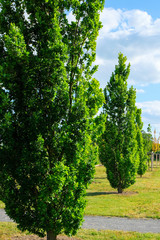 Oak with rich green leaves
