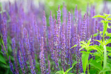 purple flowers - blurred summer background
