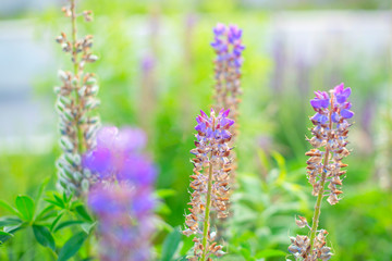 purple flowers - blurred summer background