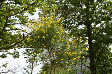 Italia : ginestre in montagna, Campania, Giugno 2019.