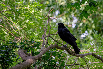 Fototapeta premium Corvus black raven in the tree