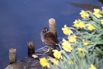 Teichhuhn