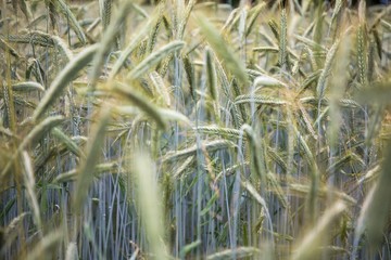 Wheat - 272867356