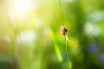 Little snail on the green grass in the morning sunlight. Macro image. Beautiful summer nature...