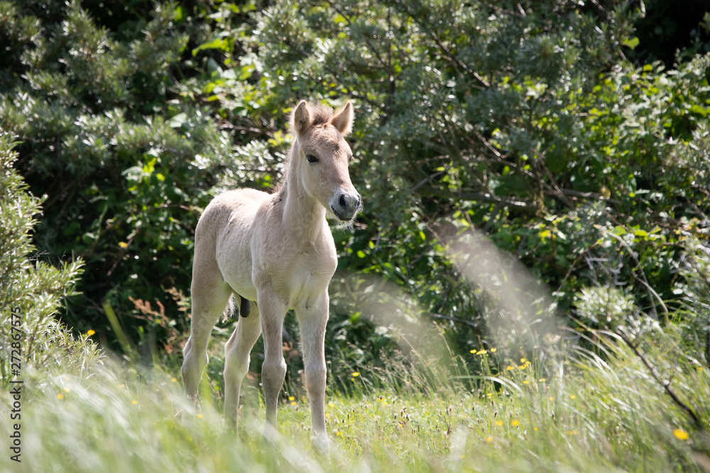 Wall mural konik horse foal