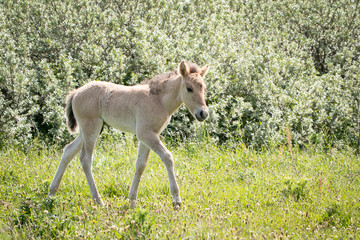 Konik Horse Foal © Mariska