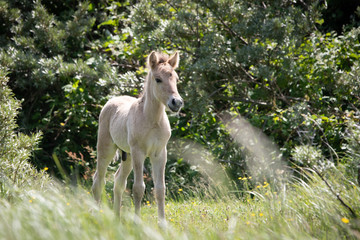 Konik Horse Foal © Mariska