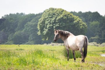 Konik Horse  © Mariska