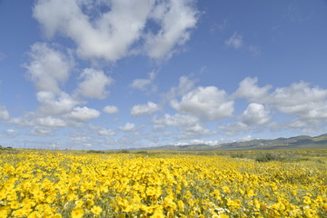 Obraz premium Field of flowers
