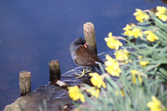 Teichhuhn