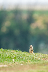 wild european ground squirrel (Spermophilus citellus) on alert