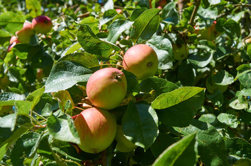 Red apples on a apple tree in front of a blue sky; (Malus domestica)          