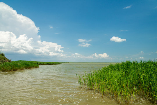 reeds near the shore in razim lake under a summer sky, tulcea county, romania