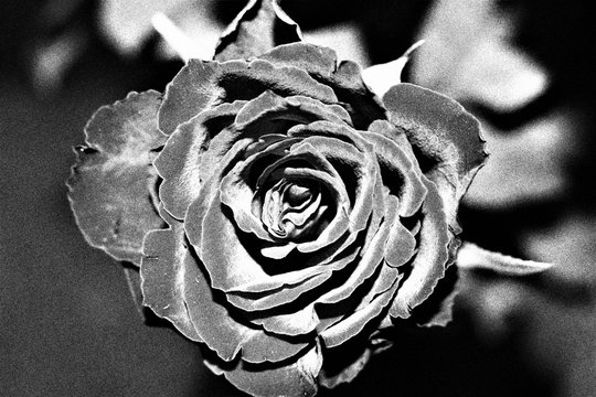 black and white photo of rose