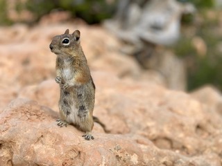 Squirrel at Bryce Canyon