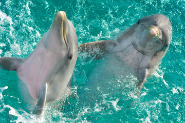 Two playful dolfins off the coast of Cancun, Mexico © Arne
