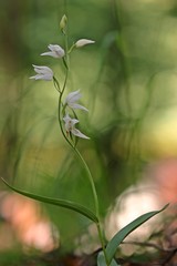 Weißblühendes Rotes Waldvöglein (Cephalanthera rubra f. alba )