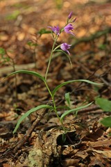 Rotes Waldvöglein (Cephalanthera rubra)