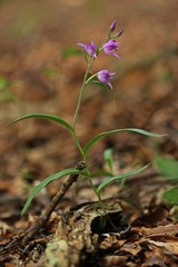 Rotes Waldvöglein (Cephalanthera rubra)