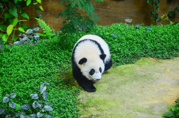 Panda