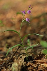 Rotes Waldvöglein (Cephalanthera rubra)