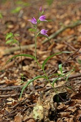 Rotes Waldvöglein (Cephalanthera rubra)