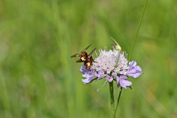 Gemeine Breitstirnblasenkopffliege (Sicus ferrugineus)  bei der Paarung