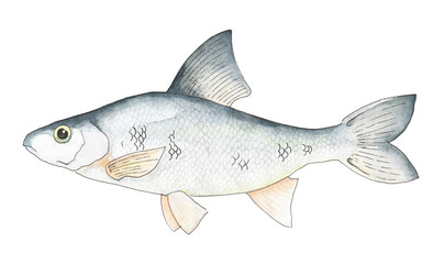 fish sea river salmon watercolor pen isolated