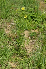 Hohes Fingerkraut (Potentilla recta)