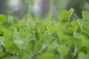 Misty clovers