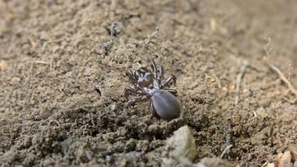 Gemeine Tapezierspinne (Atypus affinis)