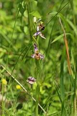 Bienen-Ragwurz (Ophrys apifera)