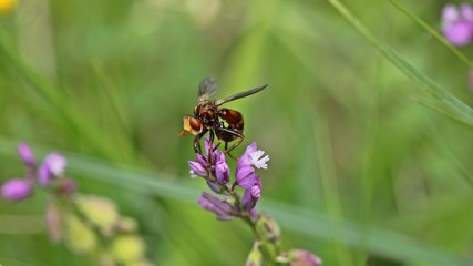Gemeine Breitstirnblasenkopffliege (Sicus ferrugineus) auf Kreuzblume
